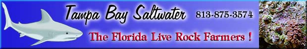 Reef aquarium tank supplies. Coral, live rock, invertebrates, fish, live sand. We have it all at TAMPA BAY SALTWATER! "The Florida Live Rock Farmers"